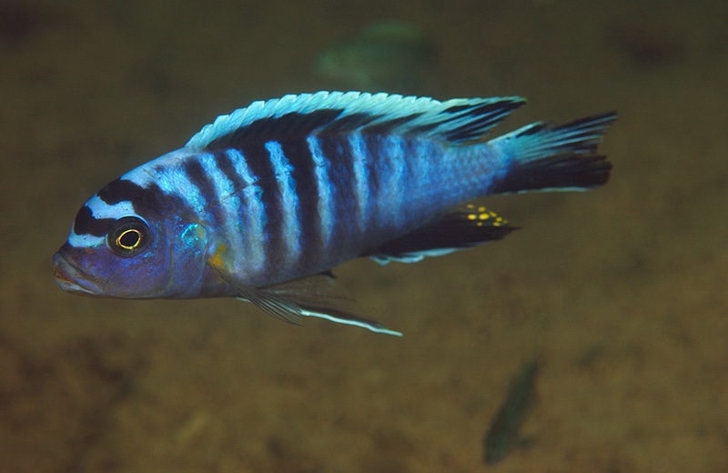 Maylandia flavifemina 'Thumbi West Island'